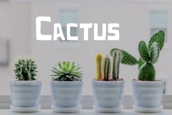Cactus Font: A Modern and Squared Display Font for Creative Projects